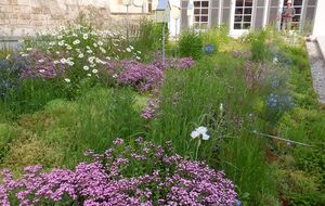 Naturnahe Dachpflanzung mit blühenden Stauden und biodiverser Vegetation